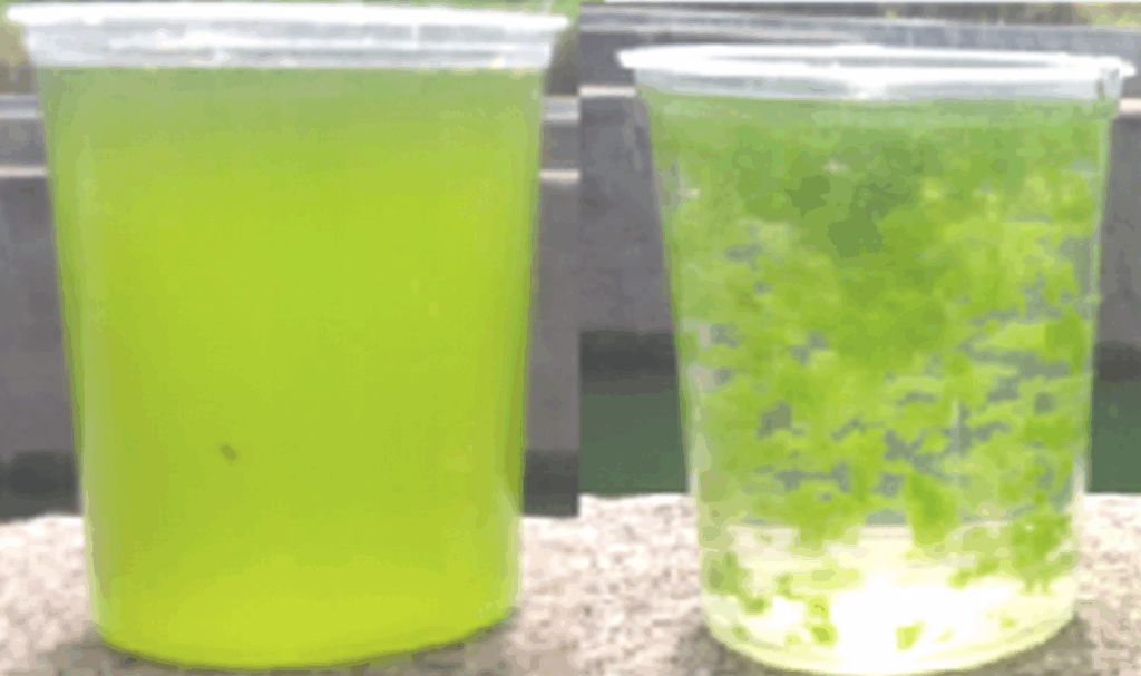 Floculantes